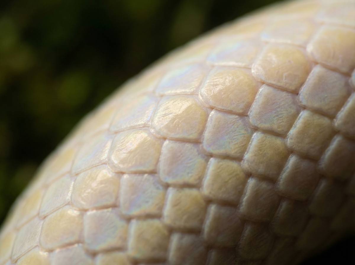 国产主播蟒蛇微距视频 - 蟒蛇鳞片微距摄影技巧视频分享